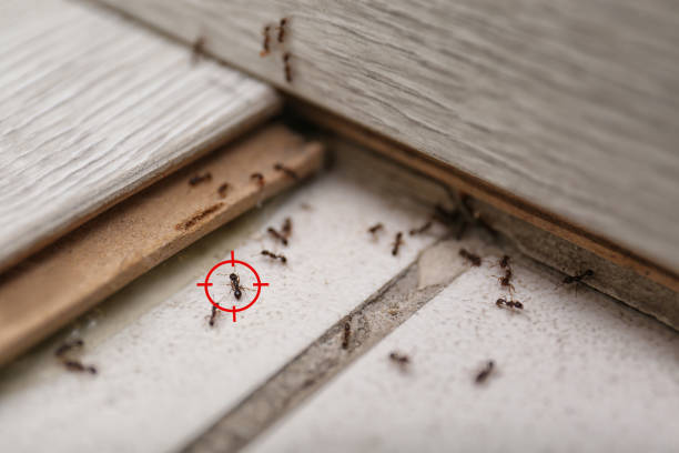 Best Pest Inspection Near Me  in Baldwin, GA