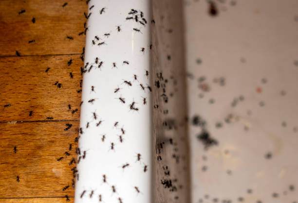 Best Bed Bug Extermination  in Baldwin, GA