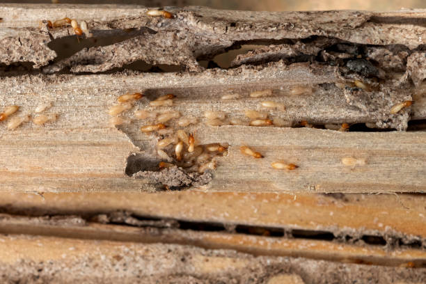 Best Flea Control Services  in Baldwin, GA